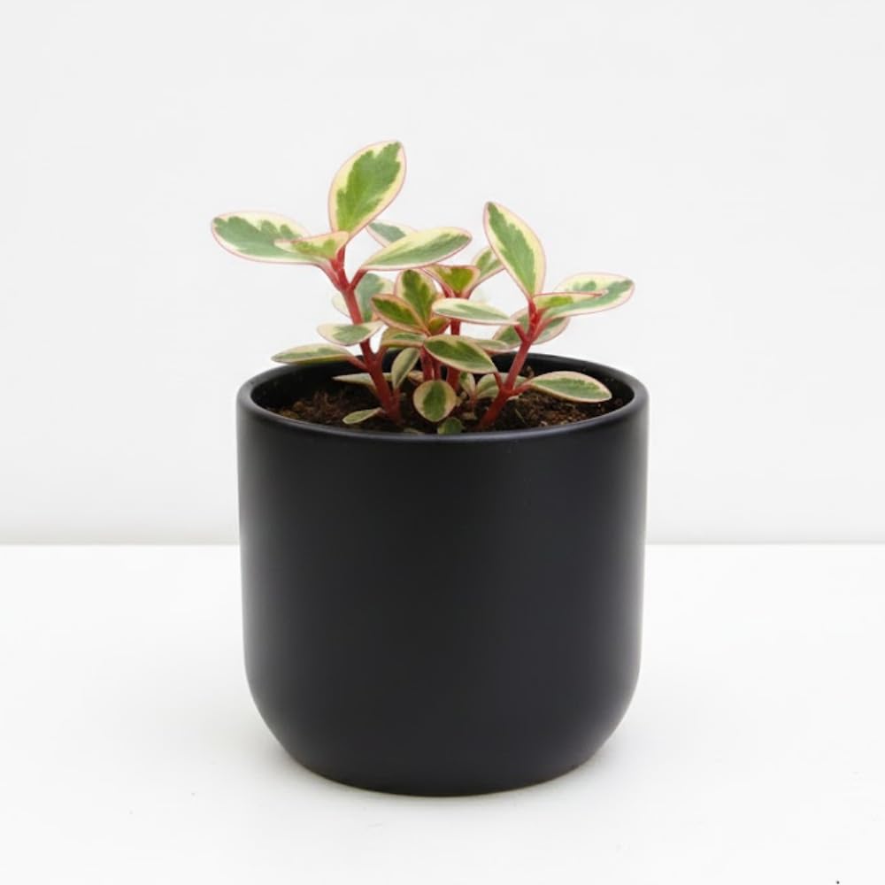 Peperomia Plant Live, Peperomia Live in 3.5 Inches Pot, Tropical Houseplant for Indoor Planting, Compact Plant for Home Office Decor, 4 to 6 Inches Tall (Peperomia Rainbow)