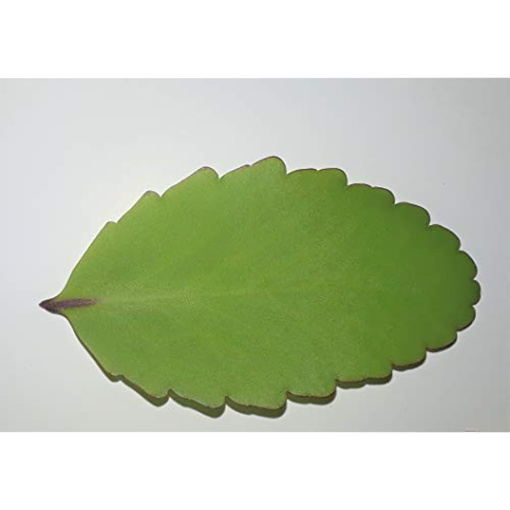 KALANCHOE PINNATA Miracle Leaf air Plant Bryophyllum Pinnatum 10 Leaves