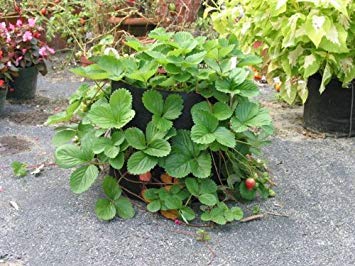 Smart Pots 10-Gallon Smart Pot Soft-Sided Container, Black with Cut handles