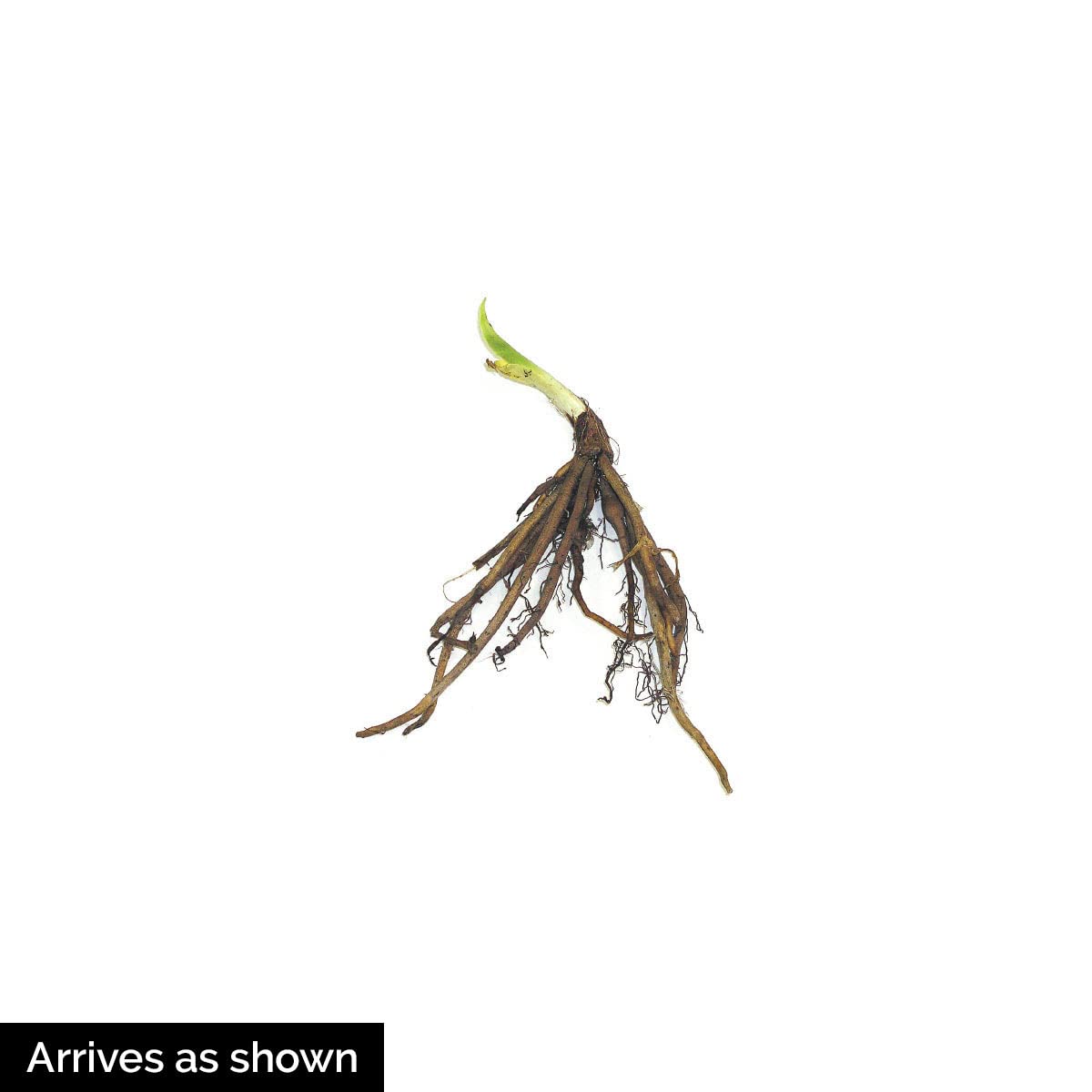 GARDENS ALIVE! - Buttered Popcorn Yellow Flowering Daylily Hemerocallis Dormant Bare Root Perennial Starter Plant Roots, 3 Plants per Offer