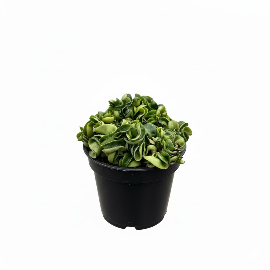 Hoya Rope Plant - Air Purifying, Unique Leaves, Tropical Houseplants - Hindu Indian Rope Plant, House Warming or Birthday Gift (4")