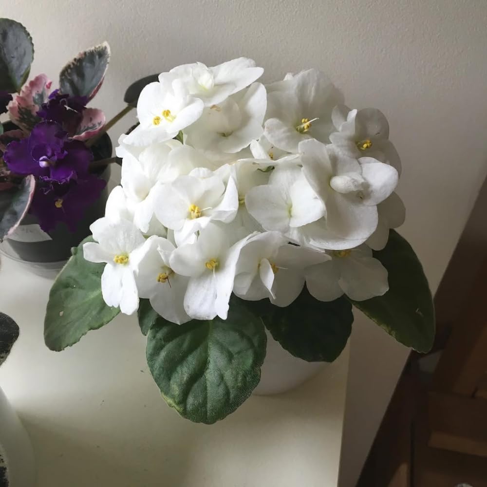 African Violet Live Plant in 4 Inch Pot, Flowering Houseplant, Easy Care Indoor Plant with Vibrant Blooms (White African Violet)