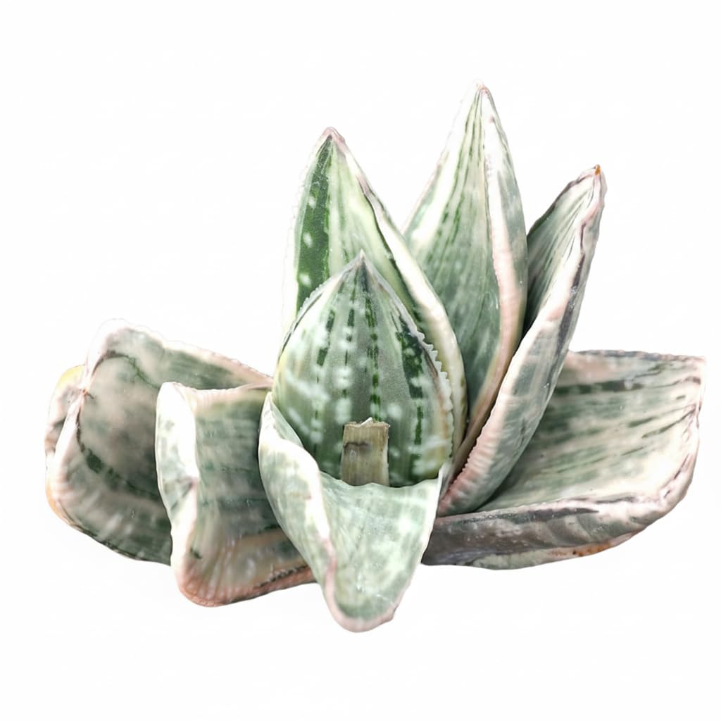 Gasteria ‘Fuji Yuki’ - Live Succulent Plant, 4" Plastic Pot, Dark Green Leaves with White Speckled Variegation, Compact Rosette, Easy to Care Indoor Plant for Home Office Desk Decor, Plant Gifts