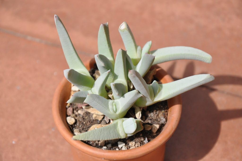 Lobster Claw Live Plant - Cheiridopsis Candidissima Succulent in 4-Inch Pot | Unique Silver-Green Rosette for Indoor Home and Office Decor