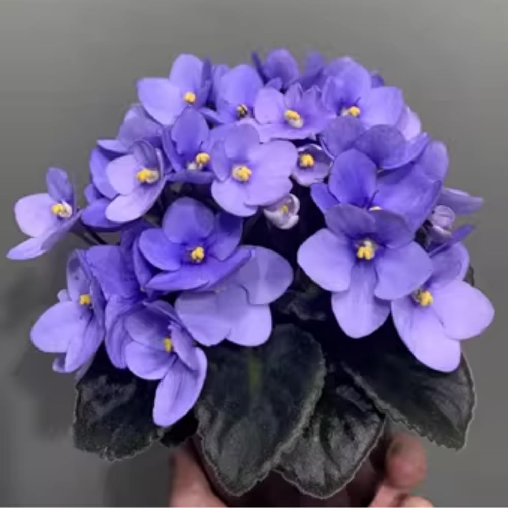 Live African Violet Plant Indoor, Light Blue African Violets Live Plant, 4 Inches Pot, African Violet Plant Live House Plants for Garden, 5 to 8 Inc Tall