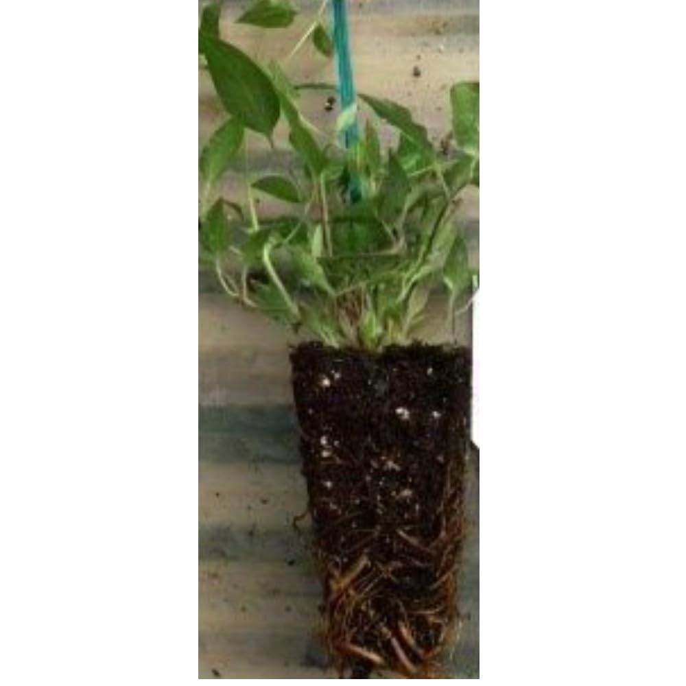Chocolate Vine Perennial - Edible - Akebia quinata - 2.5" Pot