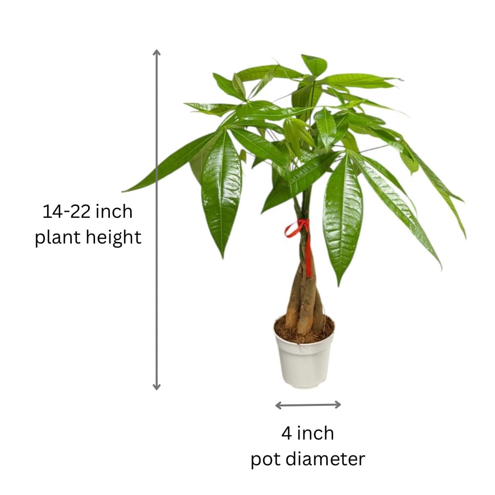 Hopewind Plants Shop Money Tree Live Indoor Plant | 14-22 Inches Tall Bonsai | Easy to Grow Houseplant | Home, Office, or Room Decor | Birthday, Housewarming Gift in 4 Inch Pot