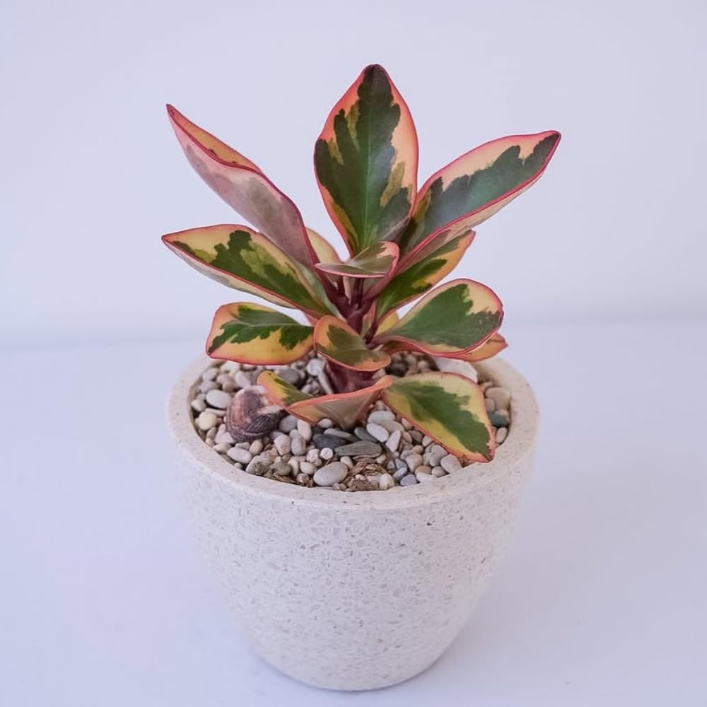 Peperomia Rainbow Plant Live, Variegated Foliage Indoor Houseplant, 4-7 Inches in Height, 3.5 Inch Pot for Planting