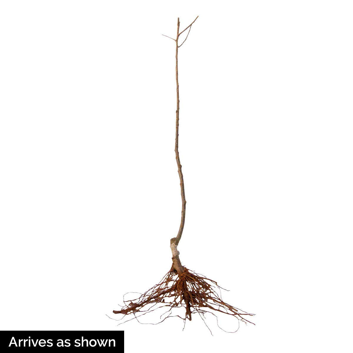 GURNEY'S - Fuji Apple Standard Fruit Tree, Dormant Bare Root Starter Tree, 1-Pack - Due to State restrictions Can't Ship to Montana