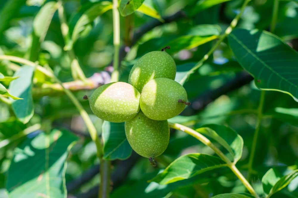 Carpathian Walnut Tree Seedlings for Planting - English Walnut, Juglans regia (3 Seedlings) - No Ship to California
