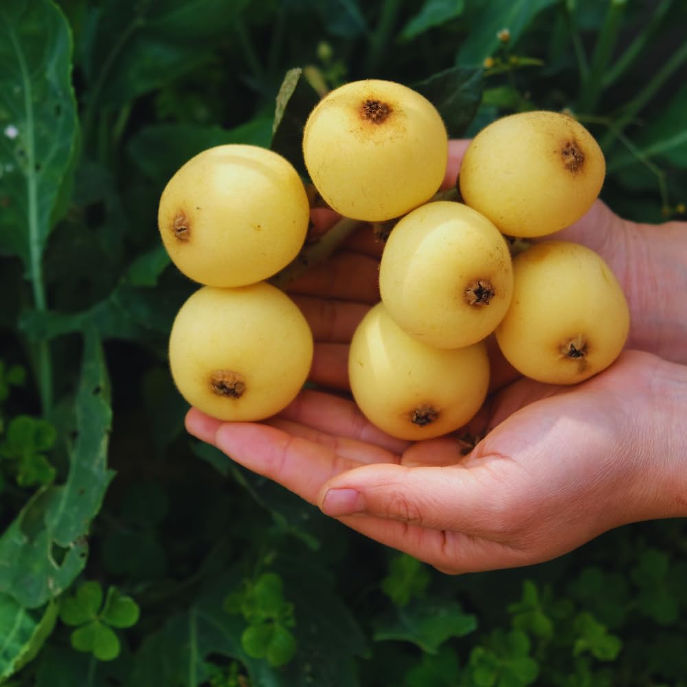 Loquat Tree Live Plant, 5 to 9'' Tall, Live Loquat Plant Tree Pot, Cold Hardy Garden