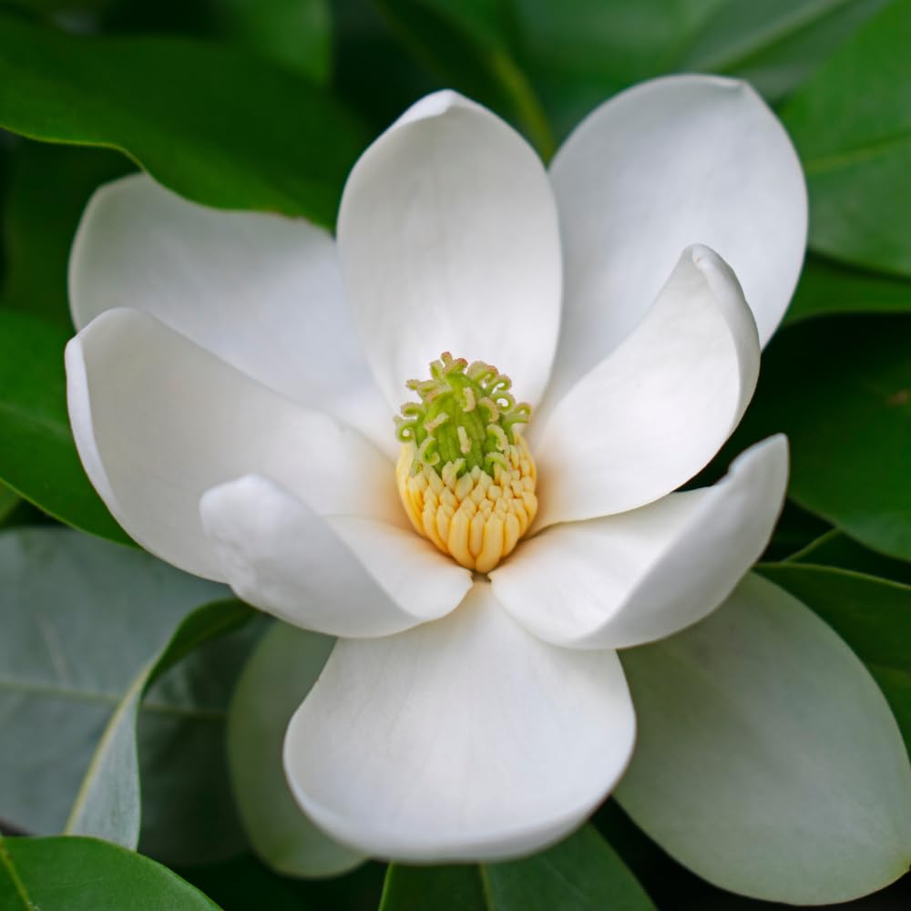 Magnolia Plant Live 6 to 12 Inches Tall, in 2.5 Inches Pot, Magnolia Tree Live Plant, Fragrant Magnolia Flowers (Sweetbay Magnolia)