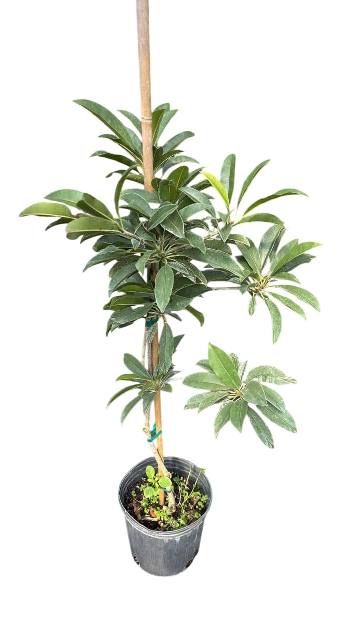 Sapodilla Tree Live Plant - Sweet Zapota Grafted Trees - Sapote Fruit Plant- 3 Ft in 3 Gallon -Grow Outdoor- No Ship CA