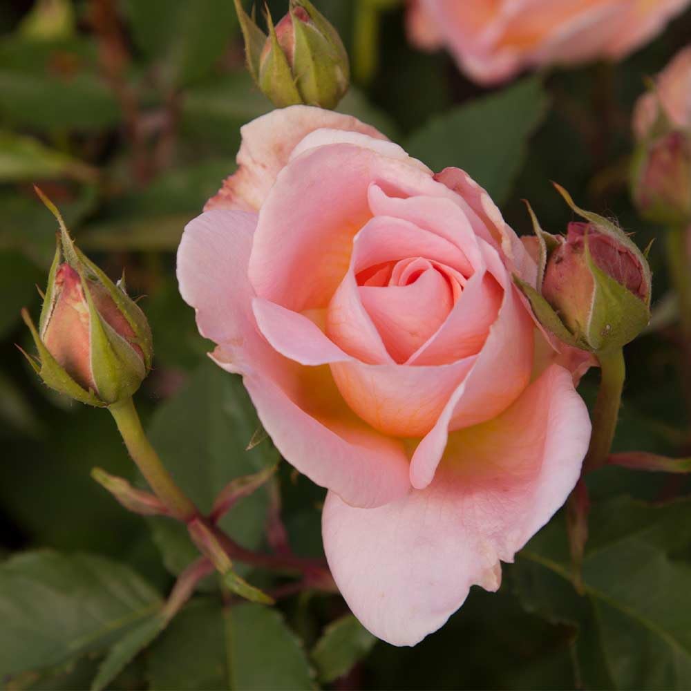 Heirloom Roses Fragrant Rose Bush - Desirée™ Live Potted Orange Rose Plant for Outdoor Planting