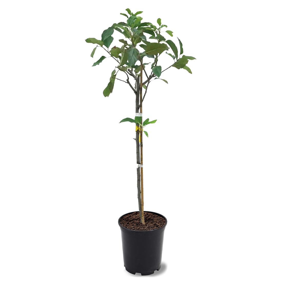 American Plant Exchange Dorsett Apple Tree, 1 Gallon Pot, 2-3 ft Tall, Live Outdoor Fruiting Plant, Sweet, Crisp and Tangy Fruit