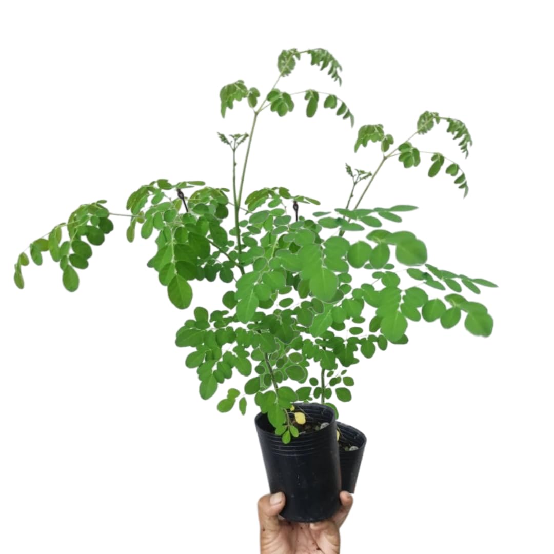 Live Moringa Tree Plant 5 Months Old, Moringa Oleifera Plant Seeddlings from 6 Inches Tall, Malunggay Horseradish Drumstick Tree for Zones 9-11