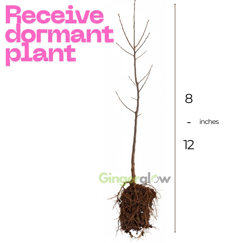 2 Saucer Magnolia Tree Live Plants | 8-12 Inch Bare Root Seedlings | Low Maintenance Flowering Shrub | Fast-Growing Plants