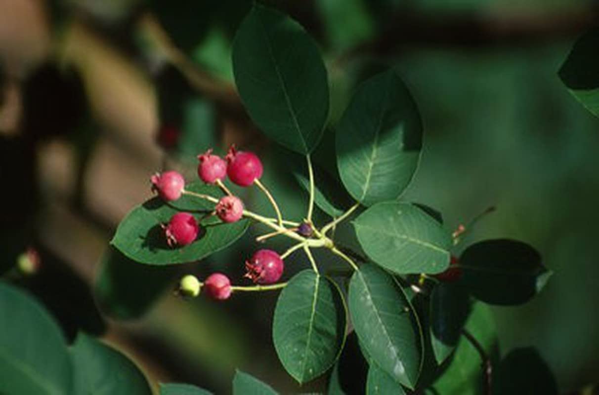 3 Serviceberry Trees Live Plants, Edible Serviceberry Bush Blueberry Fruits Service Berry Plants
