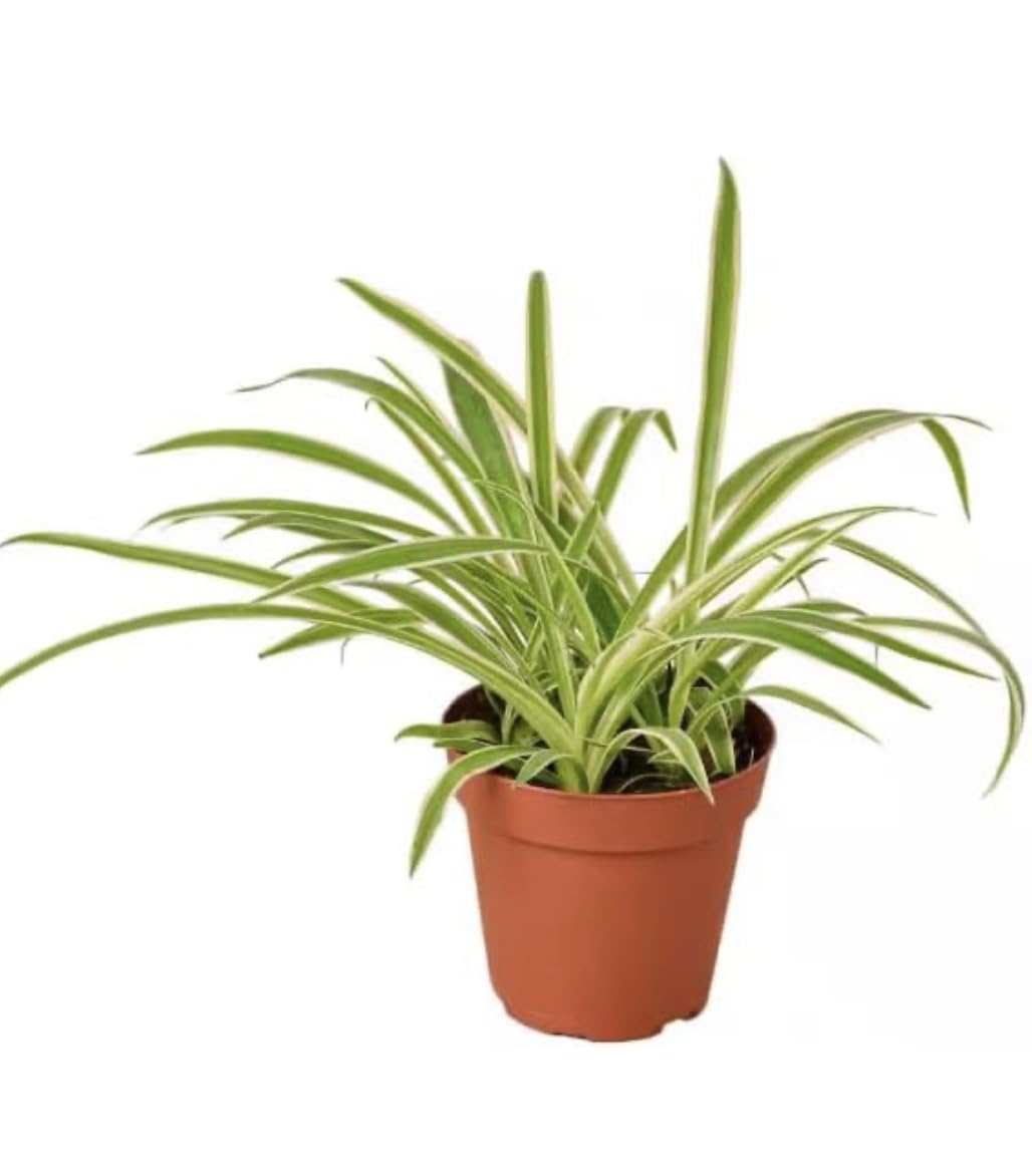 Spider Plant - Easy Grow/Cleans The Air - 6 inch Pot Live Plant BSBD