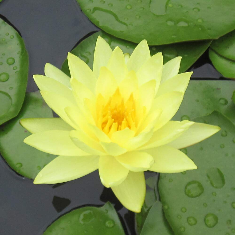 Water Lily Rhizomes Bundle - 3 Pre-Grown Hardy Lilies TUBERS in Pink, Yellow, Orange from AquaLeaf Aquatics
