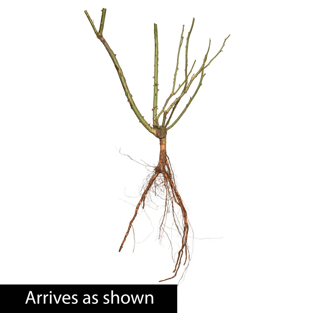 BRECK'S - Watercolors Home Run Dormant Bare Root Shrub Rose, Includes one Plant per Order