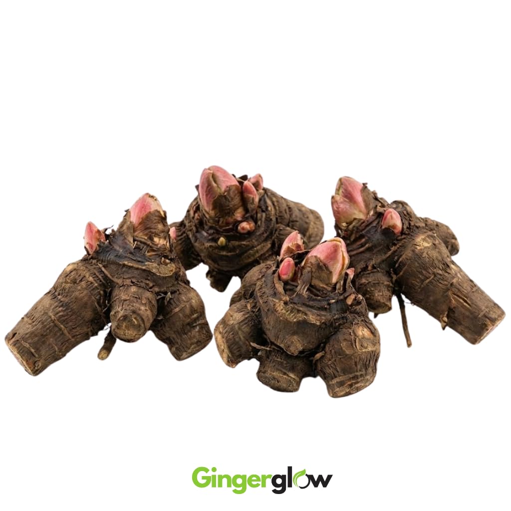 4 Large Rhubarb Crown Plants, Fast-Growing Rhubarb Plants Root for Planting, Big Size 6-7 Inch Crown, Hardy Rhubarb Roots with High Yields and Giant Red Stalks