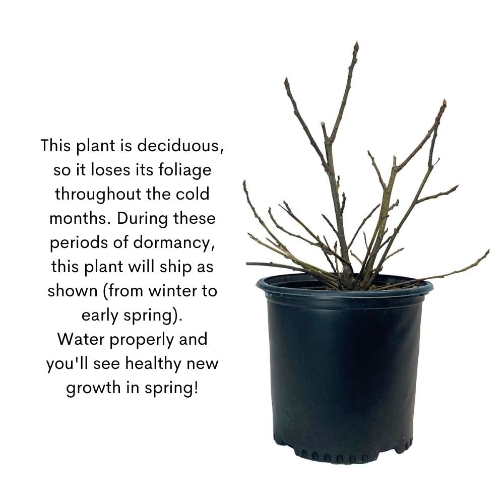 Fig 1 Gal. Black Mission Fig Plant