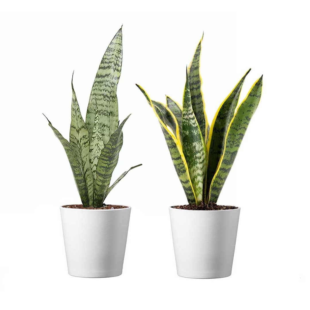 American Plant Exchange Snake Plants, Green & Yellow Sansevieria, Two Pack of 4-Inch Pots with Deco Covers, Live Indoor Houseplants, Easy to Care, Versatile Home, Office & Garden Décor