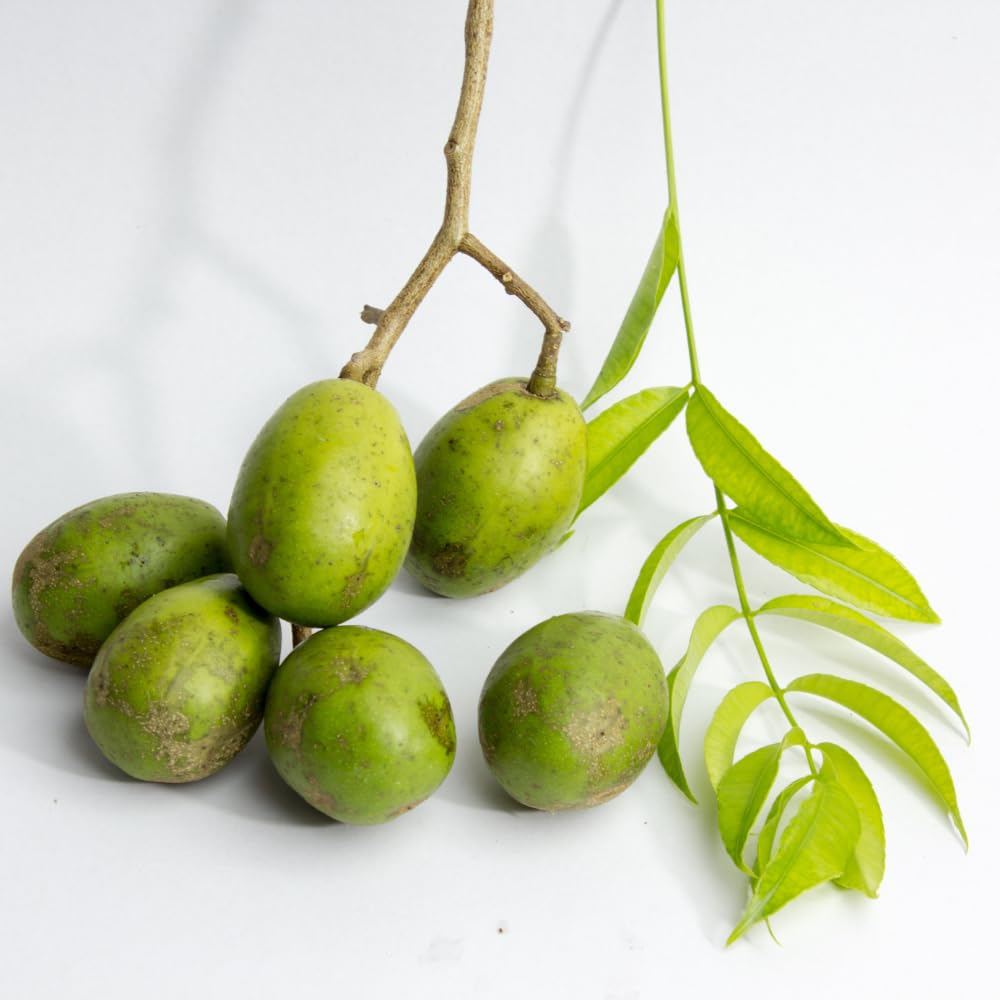 June Plum Tree Live Plant in One Gallon Pot, Tropical Fruit Tree Well Rooted 2-3 Feet Tall, Ready for Outdoor Garden