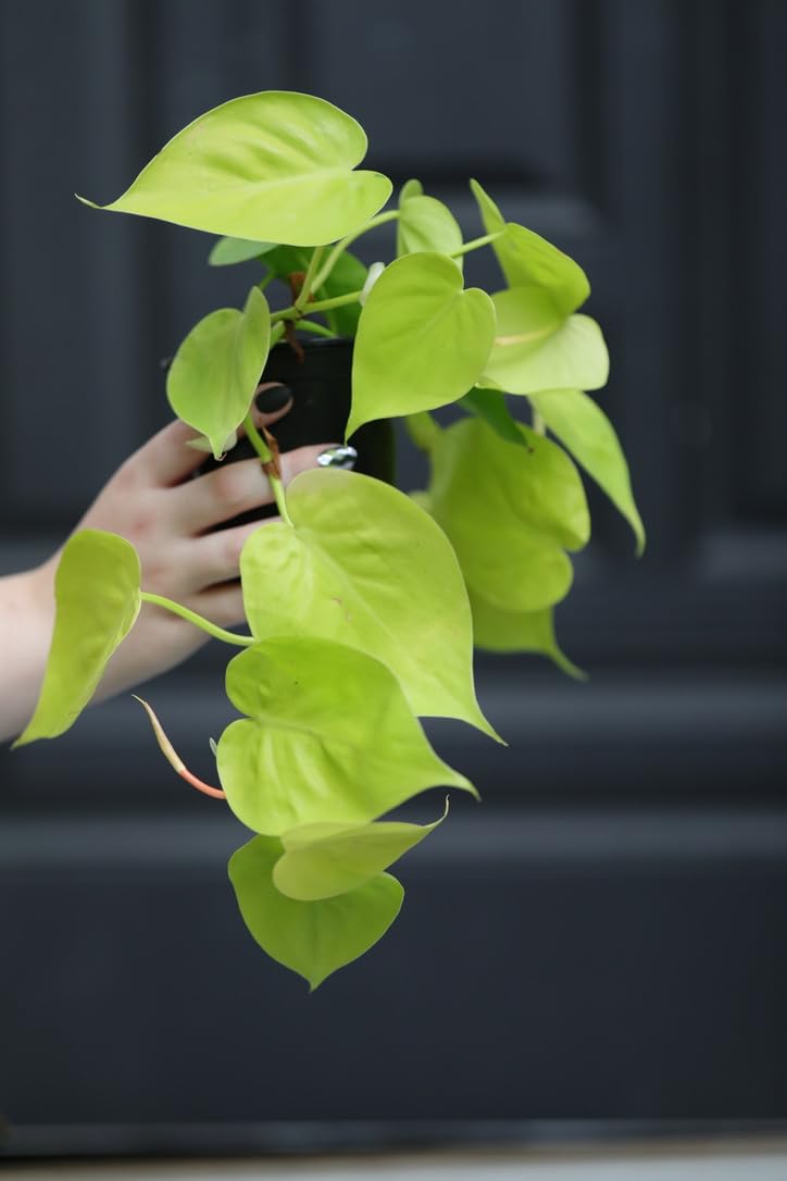 PLANTVERS Heartleaf Lemon Lime Philodendron in a 3" Nursery Pot - Philodendron Cordatum - Low Light Indoor Plants - Office Plant - Houseplant