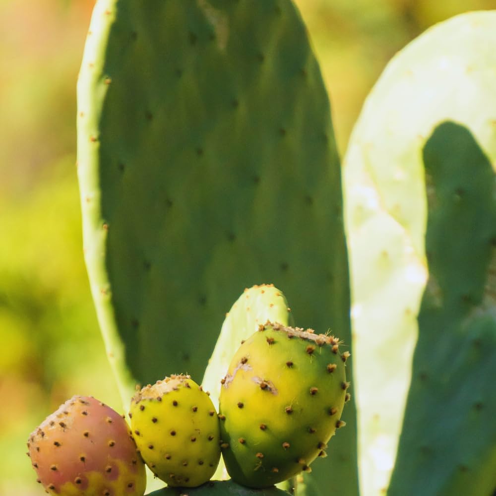 Prickly Pear Cactus Plant Live, Green Prickly Pear Cactus Live Plant Pot, 4 Inch Tall, Hardy Succulent Cactus for Indoor or Outdoor Garden, Easy Care Plant