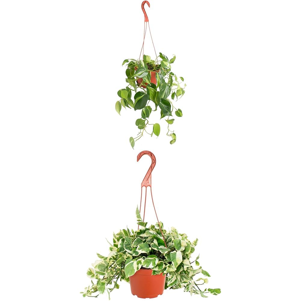 Shop Succulents Brasil Philodenron Heartleaf Trailing 2-4 Feet & Pothos Pearls & Jade 6 Inch Plant Bundle - Live Indoor Air Purifying Plants in Nursery Pots