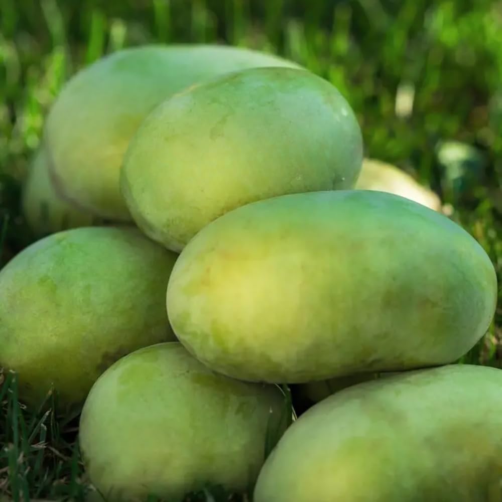 2 Pawpaw Live Plants, 12-24 Inch Tall, Asimina Triloba Native Fruit Trees, Deciduous Tropical Tree for Backyard, Dormant Plant