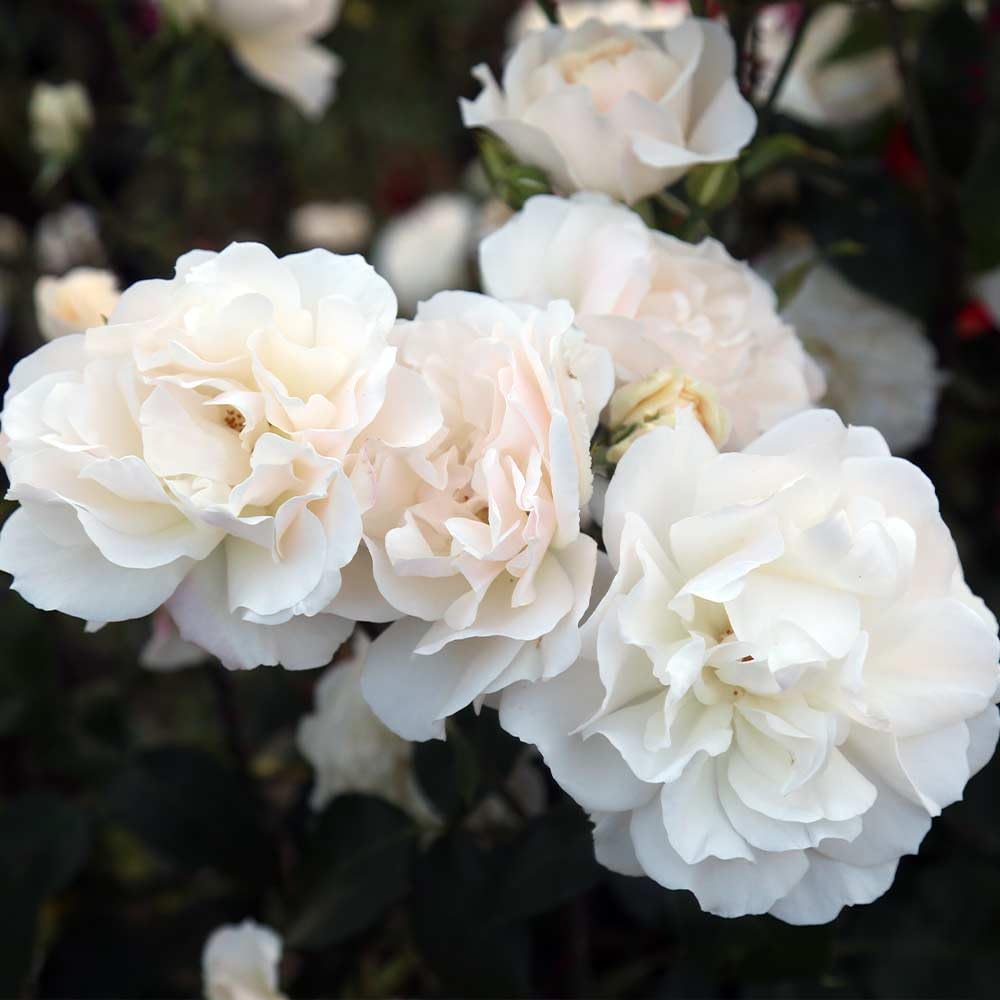 Heirloom Climbing Roses, Live Own Root Plant for Outdoor Garden, Cloud 10™, Moderately Fragrant, Hardiness Zones 5-10, Continual Blooming