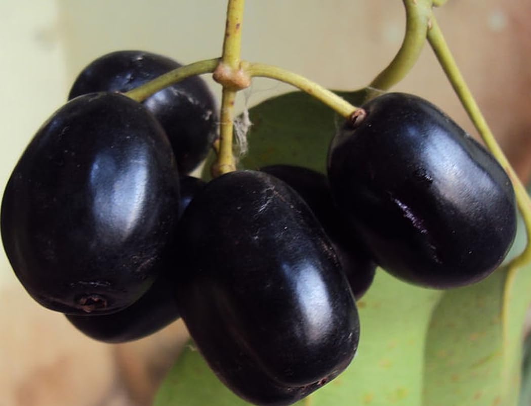 1 Potted Black Plum Tree Syzygium Jamun Plant Tropical Fruit Tree Sweet Jambul Plant 6-8 Inch Tall 4 Inch Pot, No Ship CA