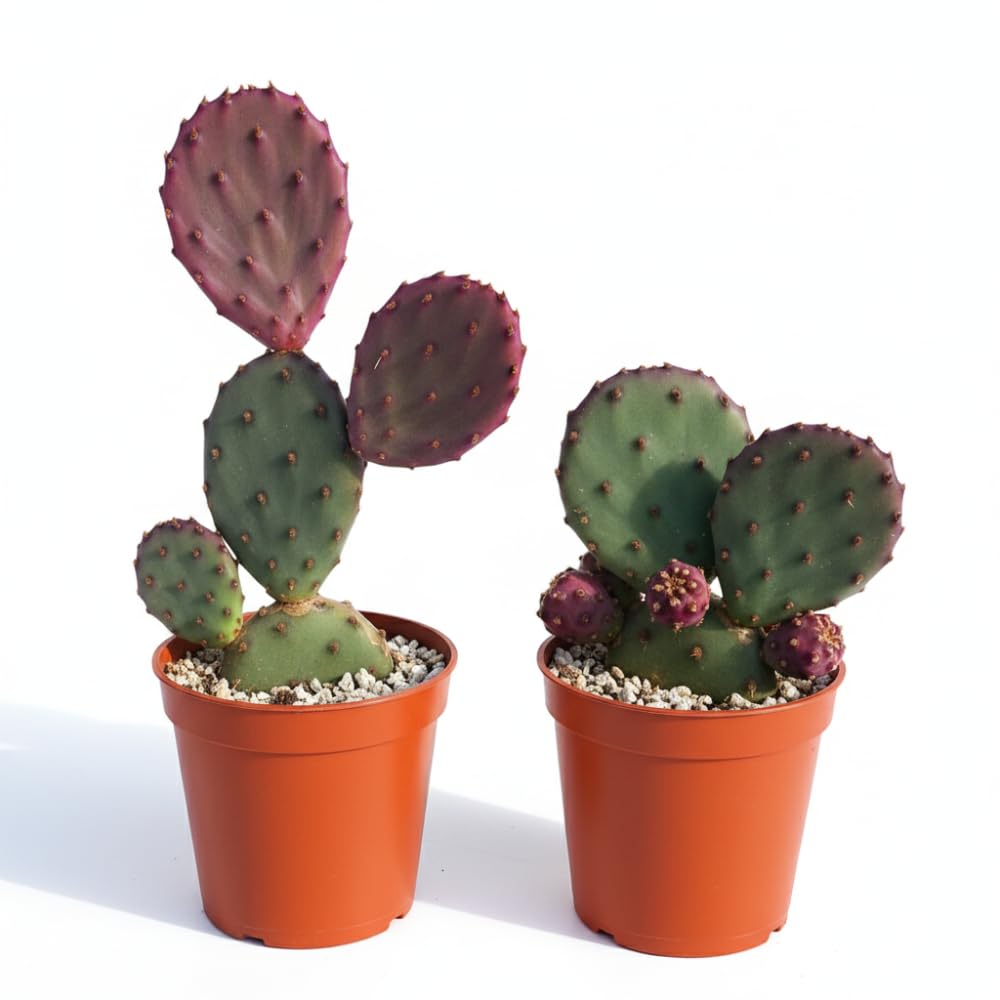 Pack of 2 Pots Purple Prickly Pear Cactus Plants Live, Each 3.5 Inch Pot, Hardy Colorful Prickly Pear Cactus Plant for Rock Gardens Outdoors