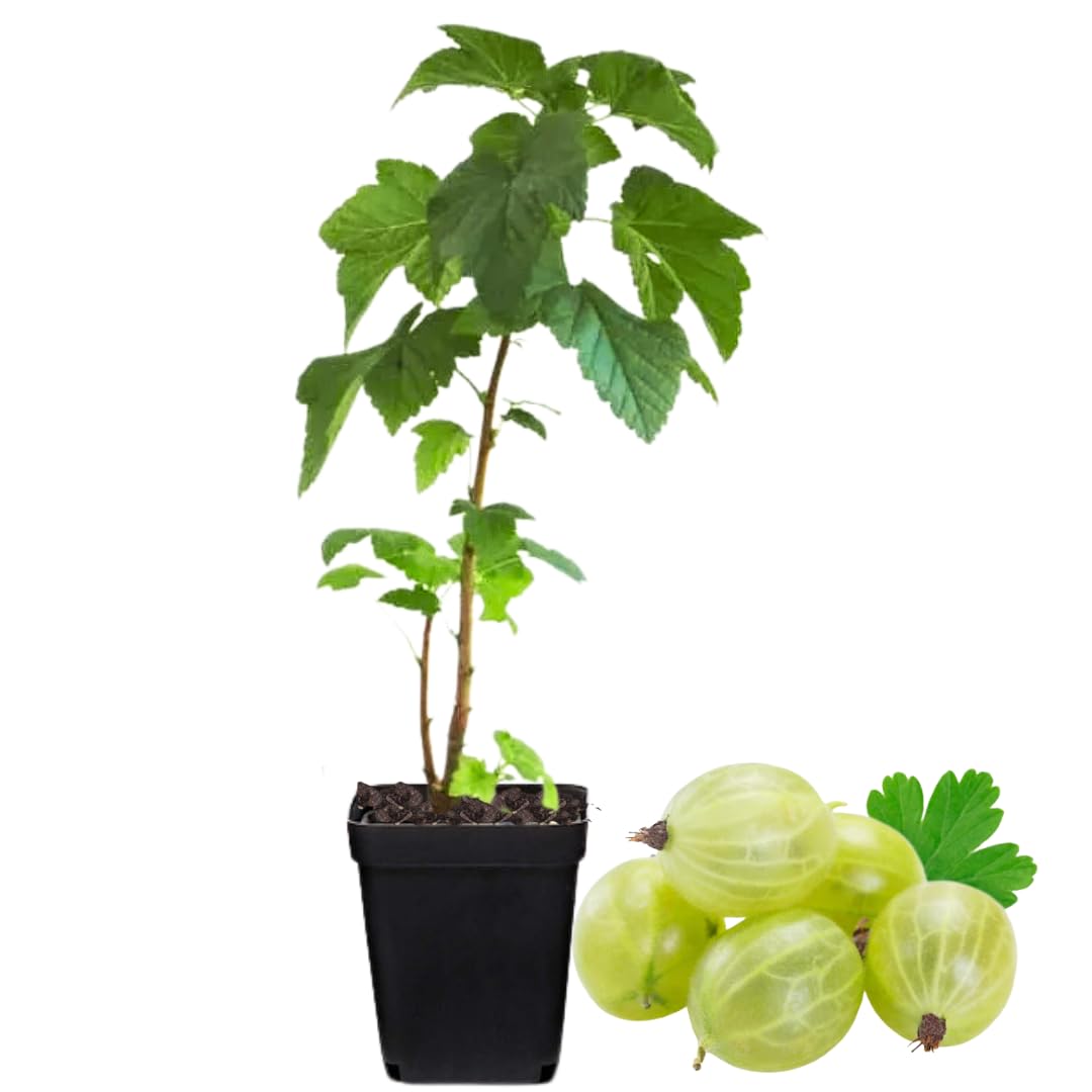 Sweet Gooseberry Plant Live for Planting, Gooseberry Bushes Live Plant 5 to 9 Inch Tall, Gooseberries Fruit