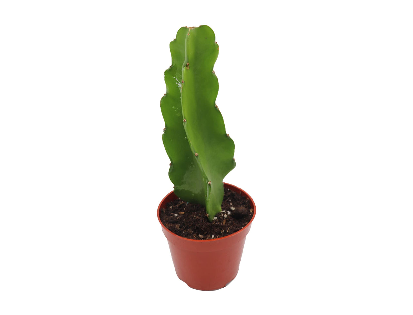 Dragon Fruit Plant - 4" Pot from California Tropicals