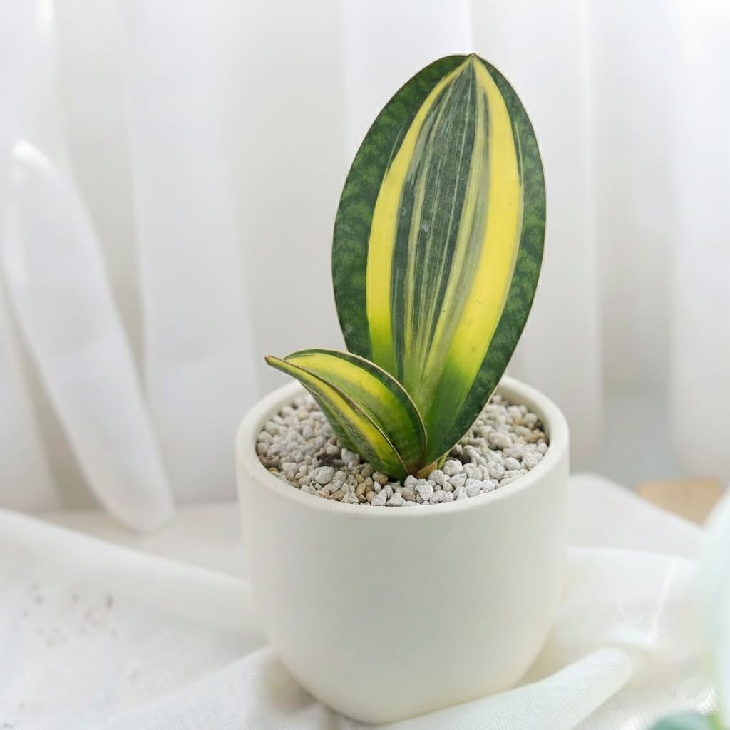 Variegated Shark Fin Snake Plant (4" Grower Pot) - Low Light and Healthy Houseplant - Easy to Care Indoor Plants - Live Healthy Houseplant for Home Office Decoration