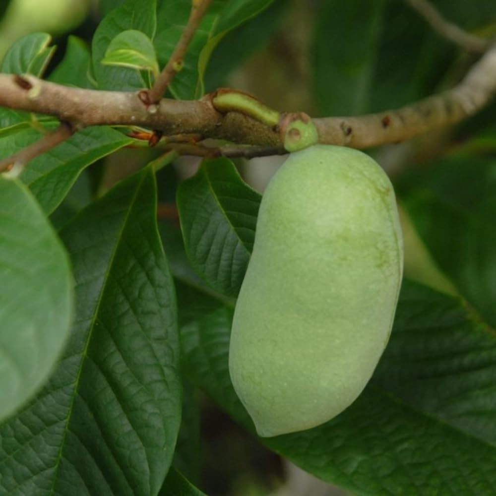 Pawpaw Tree Live Plant, 6 to 12 Inch Tall, Quart Pot, Hardy Perennial Paw Paw Tree Fruit Plants, Dormant in Winter