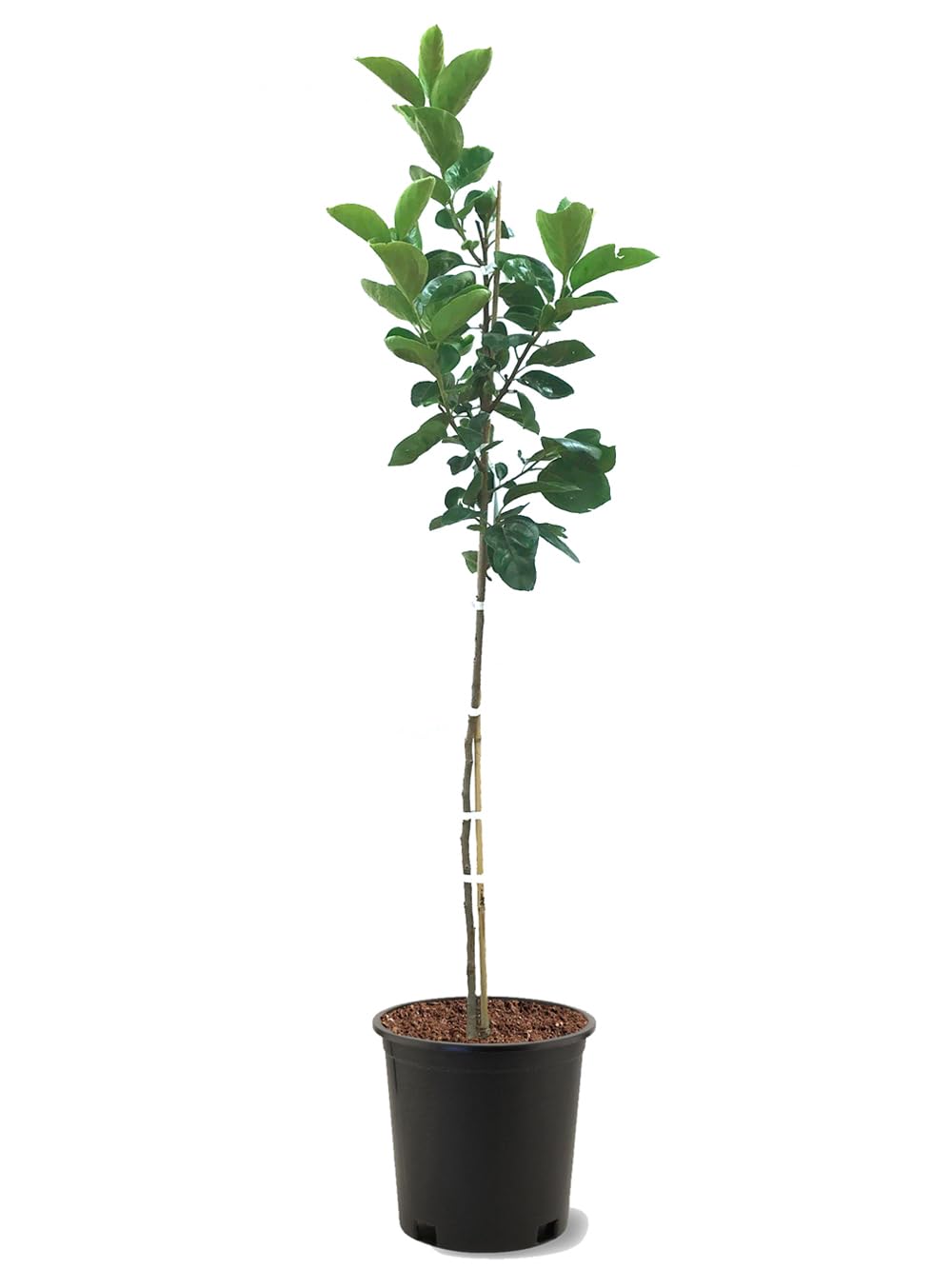 American Plant Exchange Saijo Persimmon Tree, 5 Gallon Pot, 2-3ft Tall, Large Outdoor Landscape Garden Plant, Live Fruiting Plant, Astringent Variety, Fresh Persimmons for Gourmet Recipes