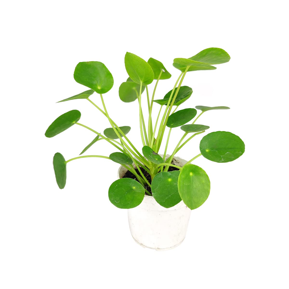 Pilea Peperomioides (4" Grower Pot) - Air-Purifying Bright Light Houseplant - Easy to Care Houseplant Decoration for Office and Apartment