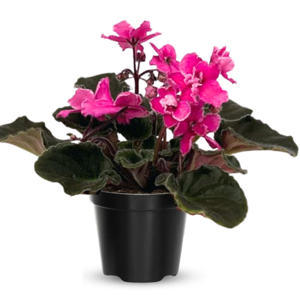 African Violet Live Plant in 4 Inch Pot, Flowering Houseplant, Easy Care Indoor Plant with Vibrant Blooms (Pink African Violet)