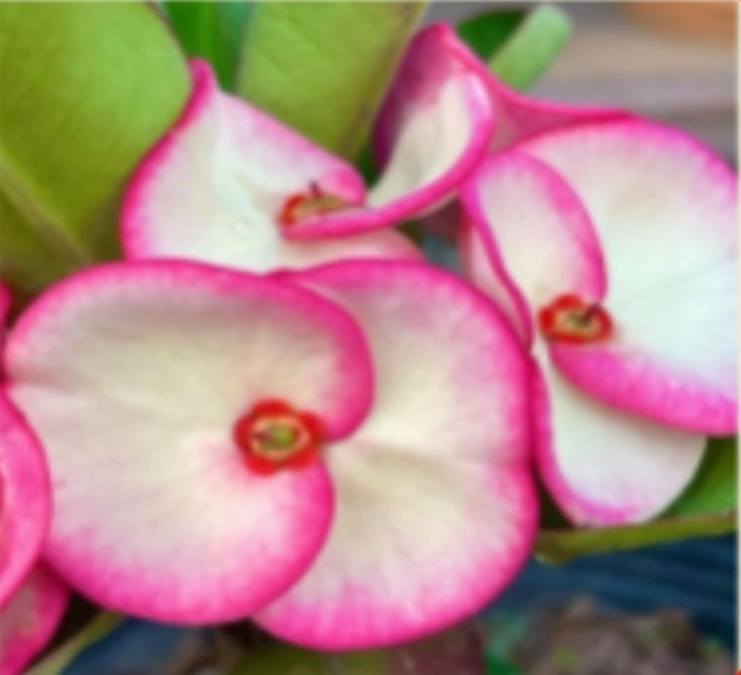 Live Plant - Crown of Thorns-Euphorbia Milii Christ Plant