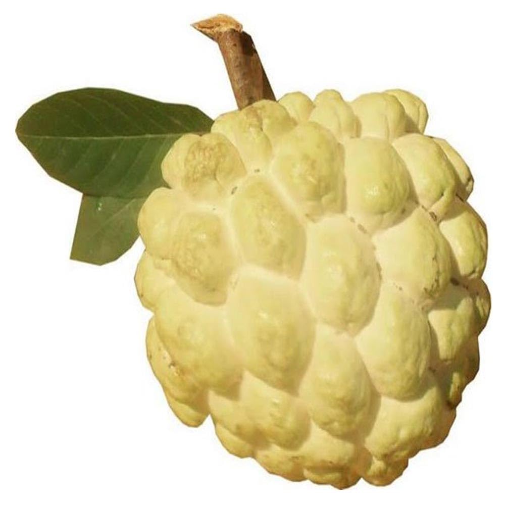 Yellow Sugar Apple Plant Live for Planting 2-3 Feet Tall, 3 Gallon Pot, Annona Squamosa Custard Sugar Apple Tree Live Plant, No Ship to CA
