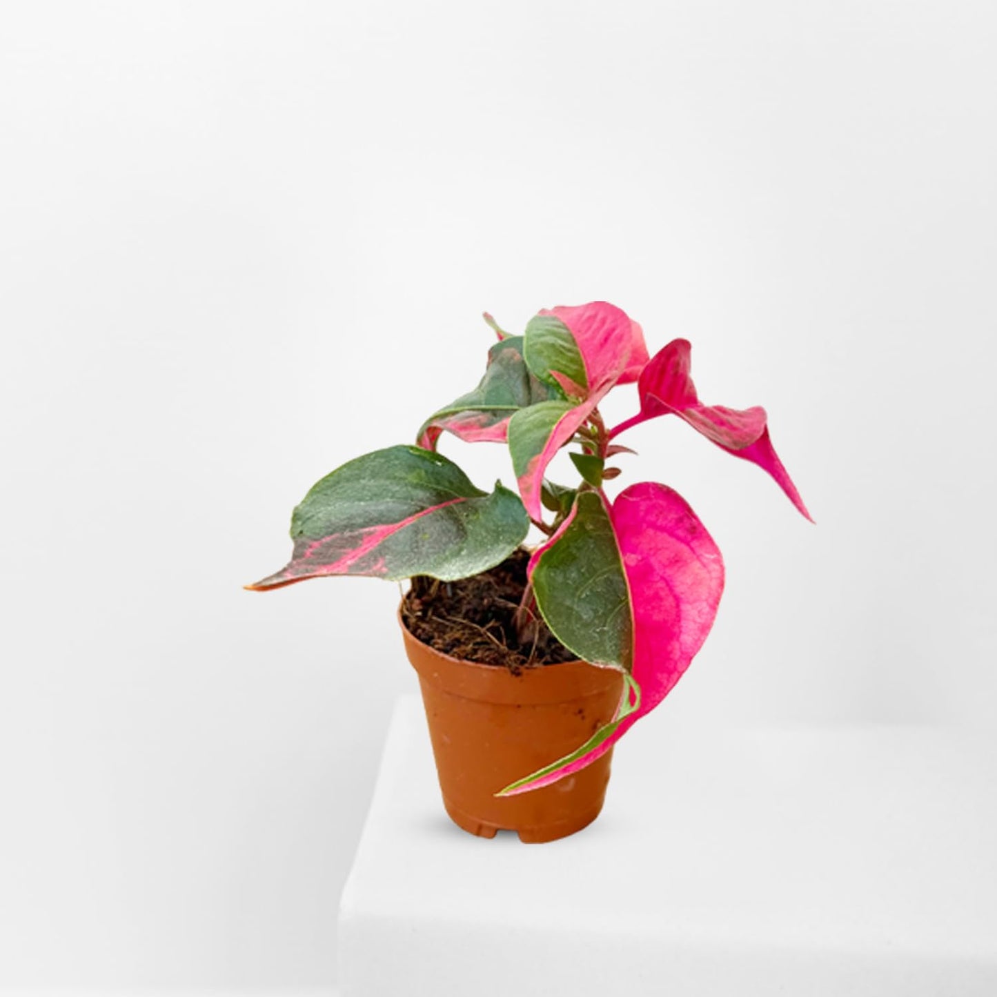 Alternanthera Party Time Live Plant in 2” Pot – Pink and Green Foliage – Foliage for Gardens & Landscapes - Easy Care Outdoor Plant - Green and Pink Shrub