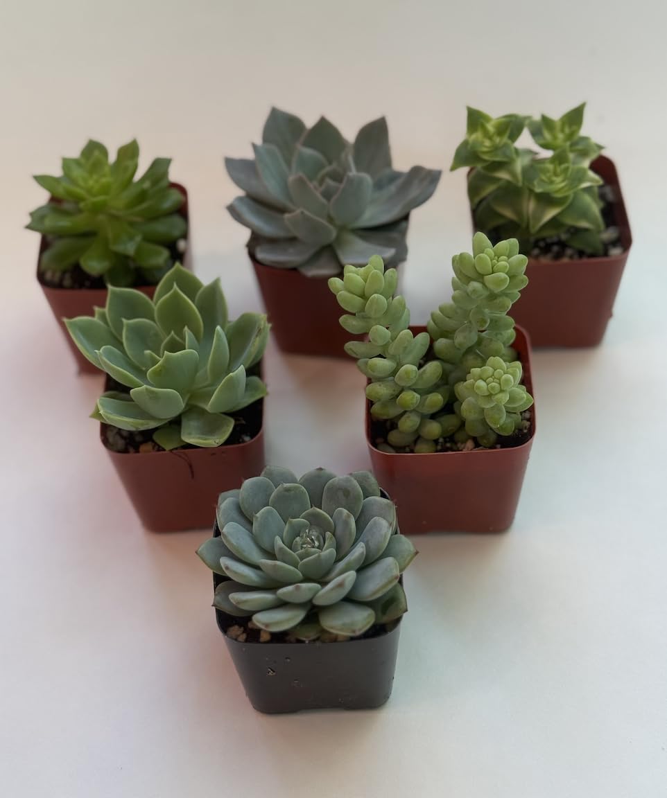 Live Succulent Plants, 2 Inch Mini Potted Assorted Varieties, Indoor Garden Collection (12)