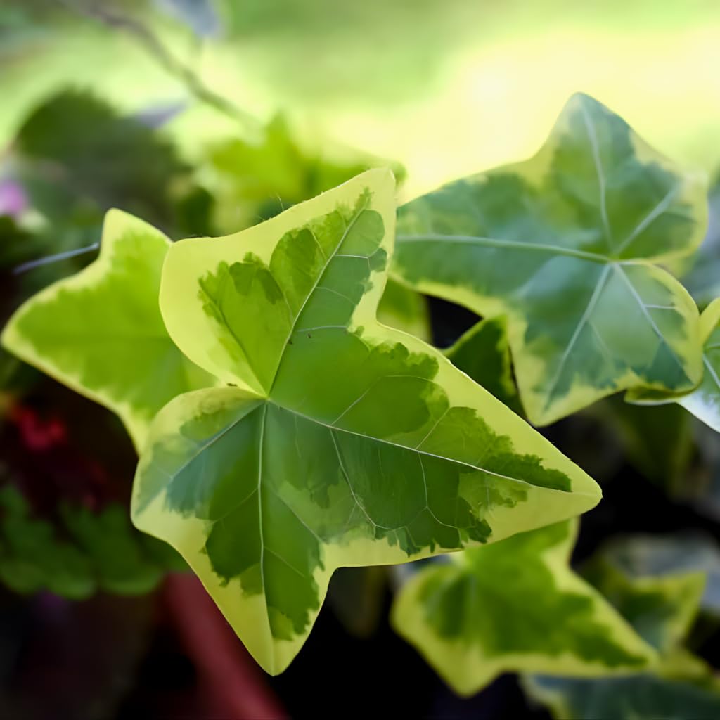 Gold Child Ivy Plant Live in 6 Inch Pot | English Ivy Live Plants | Trailing & Climbing Easy-Care Ivy Houseplant | Real English Ivy Plant for Pots, Shelves & Hanging Displays