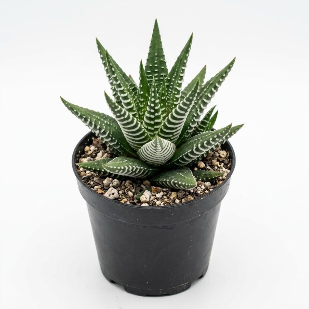 Haworthia Succulent Plant, Zebra Cactus Succulent, 2" Pot, Easy Care Indoor Greenery, Unique Striped Foliage for Home and Office Décor
