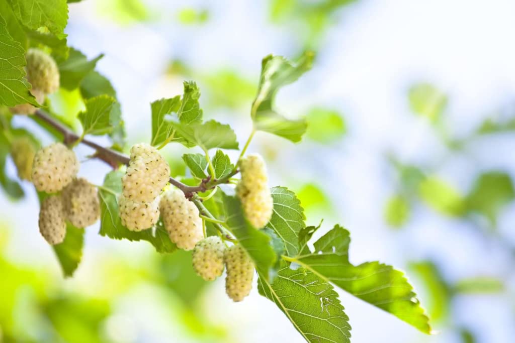 Starter Live Plants of White Mulberry Tree (Morus Alba) - Beautiful All Year Round - USDA Zones 4 to 8 (1 Plant)